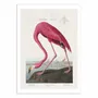 Poster - Art-Poster - Pink Flamingo From Birds of America 1827 - Pictufy - WALL EDITIONS