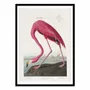 Poster - Art-Poster - Pink Flamingo From Birds of America 1827 - Pictufy - WALL EDITIONS