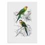 Affiches - Affiche - Birds - Charles Dessalines - WALL EDITIONS