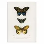 Affiches - Affiche - Different Types of Butterflies - Charles Dessalines - WALL EDITIONS