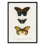 Affiches - Affiche - Different Types of Butterflies - Charles Dessalines - WALL EDITIONS