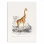 Poster - Art-Poster - Giraffe - Charles Dessalines - WALL EDITIONS