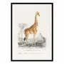 Poster - Art-Poster - Giraffe - Charles Dessalines - WALL EDITIONS