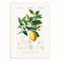 Affiches - Affiche - Lemon (citrus Limonium) - Charles Dessalines D - WALL EDITIONS
