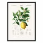 Affiches - Affiche - Lemon (citrus Limonium) - Charles Dessalines D - WALL EDITIONS