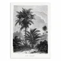 Affiches - Affiche - Vintage Palm Tree Drawing V - Les Palmiers Histoire - WALL EDITIONS