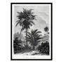 Affiches - Affiche - Vintage Palm Tree Drawing V - Les Palmiers Histoire - WALL EDITIONS