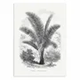 Poster - Art-Poster - Vintage Palm Tree Drawing Vii - Les Palmiers Histoire - WALL EDITIONS