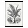 Poster - Art-Poster - Vintage Palm Tree Drawing Vii - Les Palmiers Histoire - WALL EDITIONS