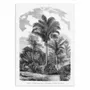 Affiches - Affiche - Vintage Palm Tree Drawing Vi - Les Palmiers Histoire - WALL EDITIONS