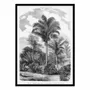 Affiches - Affiche - Vintage Palm Tree Drawing Vi - Les Palmiers Histoire - WALL EDITIONS