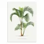 Affiches - Affiche - Hyophorbe - Les Palmiers Histoire - WALL EDITIONS