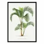 Affiches - Affiche - Hyophorbe - Les Palmiers Histoire - WALL EDITIONS