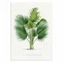 Affiches - Affiche - Thrinax V2 - Les Palmiers Histoire - WALL EDITIONS
