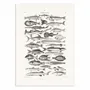 Poster - Art-Poster - Sealife I - Oliver Goldsmith - WALL EDITIONS