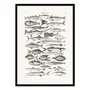 Poster - Art-Poster - Sealife I - Oliver Goldsmith - WALL EDITIONS