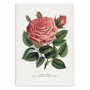 Affiches - Affiche - Pink Rose, Glorie De Dijon Lithograph - Botanical Specimen Rochester - WALL EDITIONS