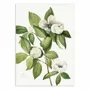 Poster - Art-Poster - Virginia Stewartia (1925) - Mary Vaux Walcott - WALL EDITIONS
