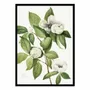 Poster - Art-Poster - Virginia Stewartia (1925) - Mary Vaux Walcott - WALL EDITIONS