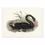 Affiches - Affiche - Black Swan - Elizabeth and John - WALL EDITIONS