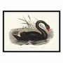 Affiches - Affiche - Black Swan - Elizabeth and John - WALL EDITIONS