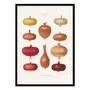 Poster - Art-Poster - Onions 2 (1876) By Ernst Benary - WALL EDITIONS