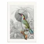 Poster - Art-Poster - Colorful Tropical Bird - Wild Violets - WALL EDITIONS