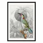 Poster - Art-Poster - Colorful Tropical Bird - Wild Violets - WALL EDITIONS