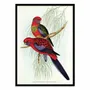Poster - Art-Poster - Platycercus Pennantil - John Gould - WALL EDITIONS