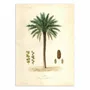 Affiches - Affiche - Date Palm Tree - Louis Joseph Maubert - WALL EDITIONS