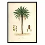 Affiches - Affiche - Date Palm Tree - Louis Joseph Maubert - WALL EDITIONS