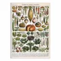 Affiches - Affiche - Légumes et plantes potagères 1905 - Alillot - WALL EDITIONS