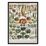 Affiches - Affiche - Légumes et plantes potagères 1905 - Alillot - WALL EDITIONS
