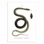 Affiches - Affiche - Montpellier Snake - WALL EDITIONS