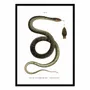 Affiches - Affiche - Montpellier Snake - WALL EDITIONS