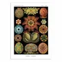 Affiches - Affiche - Ascidiae, 1899 - WALL EDITIONS