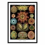 Affiches - Affiche - Ascidiae, 1899 - WALL EDITIONS
