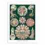 Affiches - Affiche - Discomedusae, 1899 - WALL EDITIONS