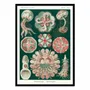 Affiches - Affiche - Discomedusae, 1899 - WALL EDITIONS