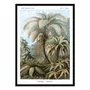 Affiches - Affiche - Filicinae, 1899 - WALL EDITIONS