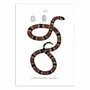 Affiches - Affiche - Coral Snake - WALL EDITIONS