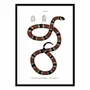 Affiches - Affiche - Coral Snake - WALL EDITIONS