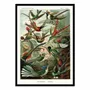 Affiches - Affiche - Trochilidae, 1899 - WALL EDITIONS