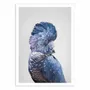 Poster - Art-Poster - Black Cockatoo - Sisi and Seb - WALL EDITIONS