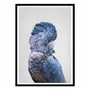 Poster - Art-Poster - Black Cockatoo - Sisi and Seb - WALL EDITIONS