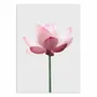 Poster - Art-Poster - Lotus - Sisi and Seb - WALL EDITIONS