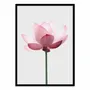 Poster - Art-Poster - Lotus - Sisi and Seb - WALL EDITIONS