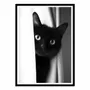 Poster - Art-Poster - Cat's look - Philippe Hugonnard - WALL EDITIONS