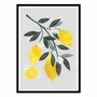 Affiches - Affiche - Lemon tree branch - El Buen Limon - WALL EDITIONS