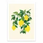Affiches - Affiche - Sunny Lemons - Kristian Gallagher - WALL EDITIONS